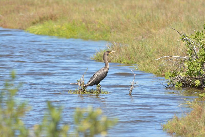 Geoorde aalscholver (Nannopterum auritum)